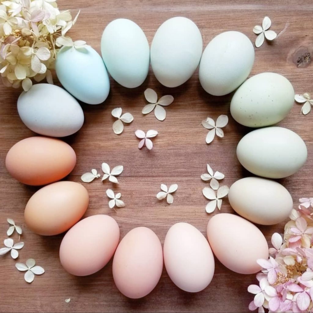 Raising Backyard Chickens: A Beginner's Guide