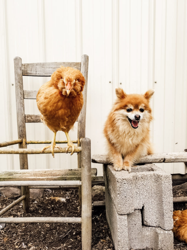 Raising Backyard Chickens: A Beginner's Guide