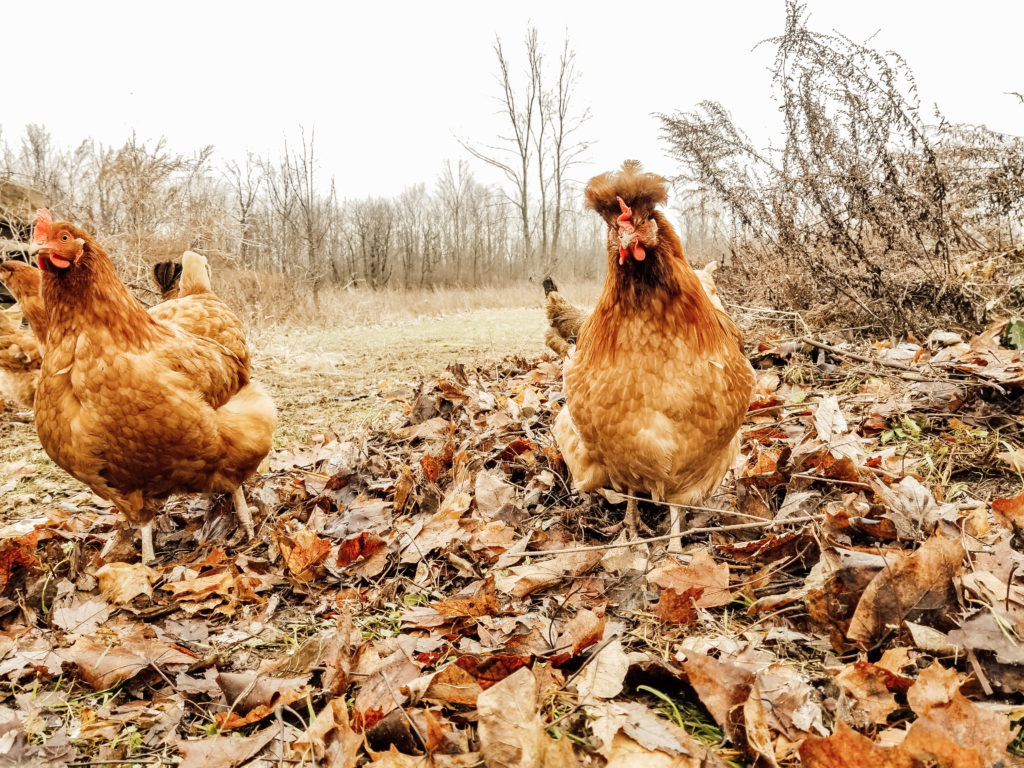 Raising Backyard Chickens: A Beginner's Guide